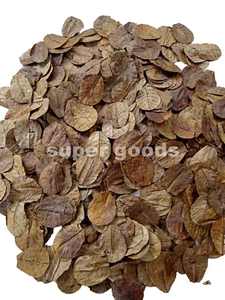 200Pcs Indian Almond Leaf 5'' Catappa Ketapang Leaves Aquarium Betta Fish Shrimp - Picture 1 of 13
