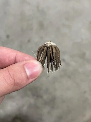 10 RANUNCULUS YELLOW SHADES BULBS - Image 1 of 4