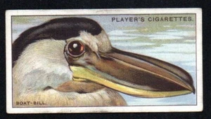 THE BOAT-BILL 1929 JOHN PLAYER CIGARETTES CURIOUS BEAKS #5 NO CREASES VG-EX+ - Picture 1 of 2