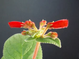 RARE SINNINGIA CARDINALIS exotic caudex cauduciform bulb gesneria seed 10 SEEDS - Picture 1 of 2