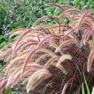 Purple Fountain Grass - Pennisetum (1x Rooted Plant) Permaculture - Picture 1 of 7