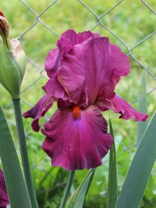 Blue Buddha Farm: Lady Friend Tall Bearded Iris Rhizome | Garnet-Rose Blooms - Picture 1 of 2