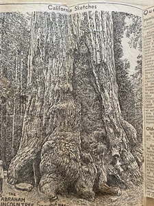 The Abraham Lincoln Tree Sequoia National Forest Newspaper Clipping sketch  - Picture 1 of 4