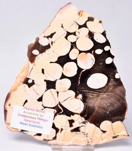 PEANUT WOOD Fossil Polished Slice, Cretaceous 70 myo 165 grams, S13 - Bild 1 von 4