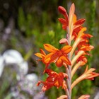 Watsonia Fulgens - Watsonie Rouge Orangé