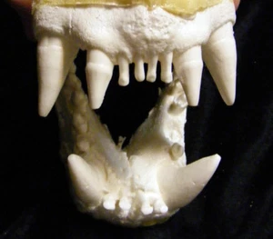 Foca león marino mandíbulas dientes fundición réplica reproducción taxidermia - Imagen 1 de 7