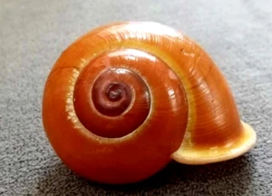Calococlea festiva 45,2 mm F+++/gemma con pelle intatta Lumaca di terra rosa vista raramente - Foto 1 di 7