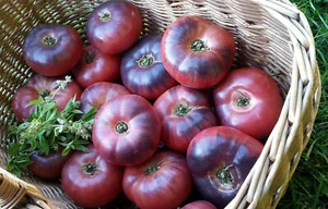 10 seltene Tomatensamen MARMANDE BLEUE Tomato Seeds met.bio - Bild 1 von 9