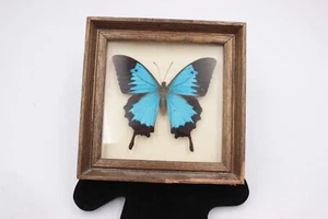 ENTOMOLOGY, BUTTERFLY: PAPILIO ULYSSES- Mew Giomea 1985 Framed - Picture 1 of 5