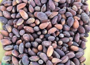 Newly-fresh Pine Nuts This Years Harvest 2024 - Picture 1 of 1