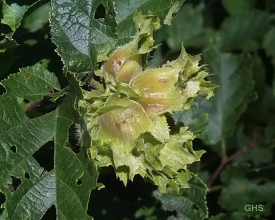 2025  American  Raw In-shell whole Hazelnuts Filberts 12 seeds plant, eat, feed - Image 1 of 2