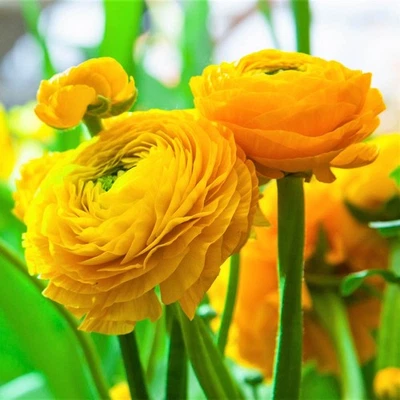 Fácil de cultivar Ranunculus Buttercup amarillo 10 bulbos de plantas flores de primavera Foto 1 de 4