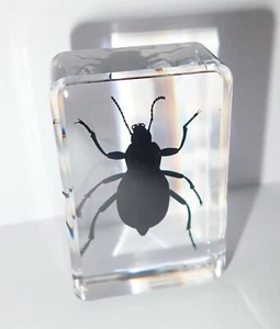 Black Ground Beetle Specimen in Small Clear Resin Block Teaching Aid TE1 - Picture 1 of 11