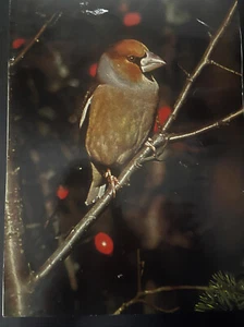 Grossbeak Print 6 ¾" W x 9 ½" H printed in West Germany. Foto by J. Behnke - Picture 1 of 2