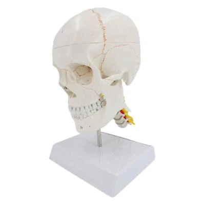 Schädelmodell Wissenschaft  Anzeige Kopf Knochen Schädel und Gehirn - Bild 1 von 4