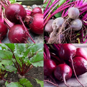 Beetroot-Early Wonder 50 Seeds VEGETABLES Autumn WINTER Spring SUMMER - Picture 1 of 3