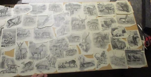 D'ancien Livre Edmond Perrier Lot de Gravures animaux à sauver Création Tablaux - Picture 1 of 23