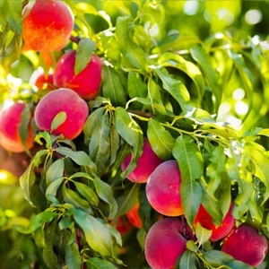 3 Red Haven Peach Trees 2-3ft Tall Now orchard - Picture 1 of 4