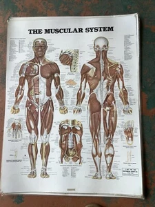VINTAGE MEDICAL ANATOMICAL CHARTS - THE MUSCULAR SYSTEM - 1986 - Picture 1 of 2