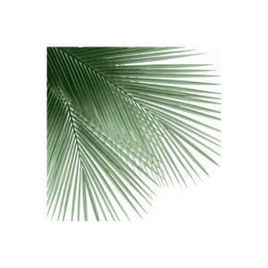 Impresión En Lienzo En Papel Póster O Cuadro Jensen Mia Palm Green VI - Imagen 1 de 2