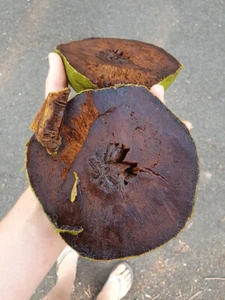 Fruta de pudín de chocolate - Black Sapote var. Bernecker 1 plántula en maceta - Imagen 1 de 6