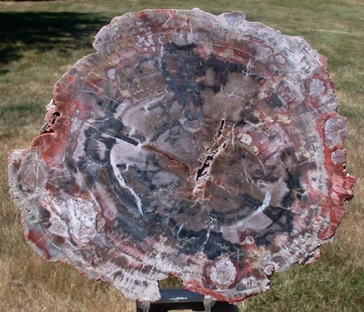 SiS: MY BEST 10" Arizona FUNGUS INVADED Petrified Wood - Choice Collector Piece! - Image 1 of 3