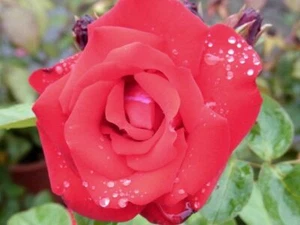 Kletterrose Rose Santana ® duftend 7 L Container - Bild 1 von 2