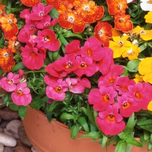 100 Mixed Perennial Flower Seeds Scented UK Hardy Colourful Nemesia Strumosa - Picture 1 of 4
