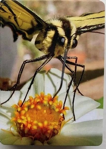 Baraja completa de cartas de juego de néctar para beber mariposas ¡Nueva/Original 52+2 Jokers L@@K! - Imagen 1 de 6