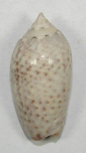 ESPECIE OLIVA SPICATA 30.09mm HERMOSO ESPÉCIMEN Guaymas, Sonora, México - Imagen 1 de 2