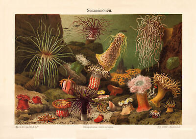 Seeanemonen Historischer Druck Chromolithographie Ca. 1907 Bildtafel Zoologie • 12.98€