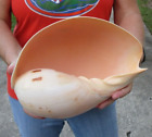 10 inch Indian Volute Melon, melo melo Shell - Melon seashell #46465