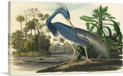 Impresión artística en lienzo de garza de Louisiana por John James Audubon 26"x18" (.75" de profundidad)  Foto 1 de 4
