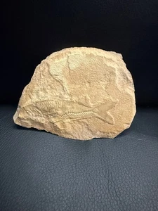 Fossil Fish Plate – Authentic Specimen – 90%+ Whole – 4" - Picture 1 of 3