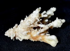 CALCITA después de Aragonite - Mina Stevenson-Bennett, Condado de Doña Ana, Nuevo México - Imagen 1 de 15