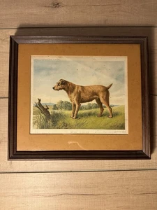 Vintage Irish Terrier gerahmter Zeichnungsdruck - Vincent Brooks Day & Sons  - Bild 1 von 9
