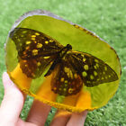Papillon chinois de collection rare incrustation intérieure ambre véritable insecte spécimen 159G