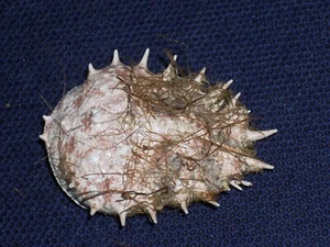 CRAB'S HEAD FANTASTIC - Picture 1 of 2