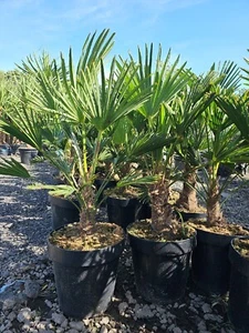 90cm+ inc pot Premium Quality -19 Trachycarpus Wagnerianus Palm not Fortunei - Picture 1 of 8