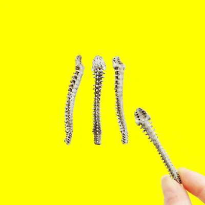 THE SCALE GRAIL Human spine replica, 1:12 scale art supply for dioramas, terrarium (set of 3)
