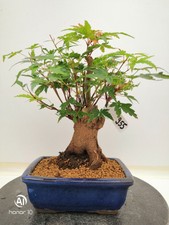 Bonsai dI ACERO PALMATUM VERDE h. 27 cm Visita il mio negozio!