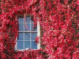 100 Red Virginia Creeper Seeds Parthenocissus quinquefolia Boston Ivy 