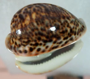 TOP PANTHERINA CYPRAEA!!!! - Foto 1 di 2