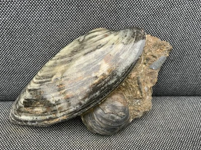 Scunthorpe Polished Fossil Bivalve, Belemnite + Gryphaea, England. Jurassic. - Image 1 of 4