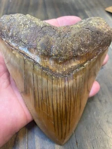 5.2” Natural Indonesian Meg! - Picture 1 of 5