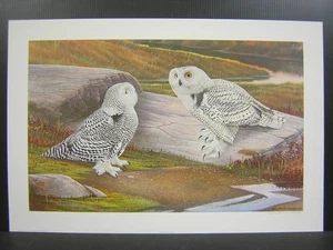 Richard Younger Snowy Owl Signed Limtied Edition Art Print - Picture 1 of 1
