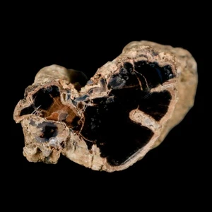 1.7" Fossilized Blue Forest Petrified Wood Limb Branch Eden Wyoming 50 Mil Yrs - Picture 1 of 8