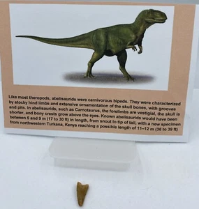 Abelisaurus Raptor Teeth Cretaceous Dinosaur Morocco COA Real No Repair A77 - Picture 1 of 2