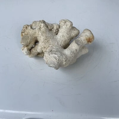 Racimo de Coral Blanco 342g Pilar Oceánico Natural Seco Acuario Decoración Náutica Foto 1 de 4