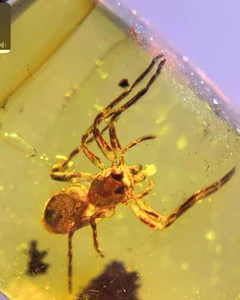 Burmite Fossil Cretaceous amber spider insect Burmese Fossil amber Myanmar - Picture 1 of 6